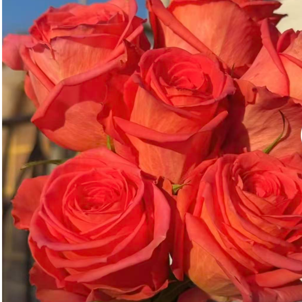 【贵夫人】灌木月季  也叫但丁/克拉恋人新品切花阳台庭院种植