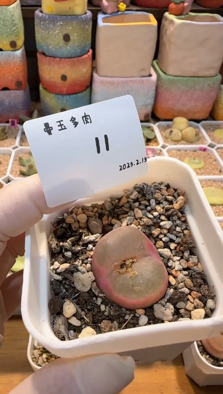 【闪购商品】25.2.15-11奶栗