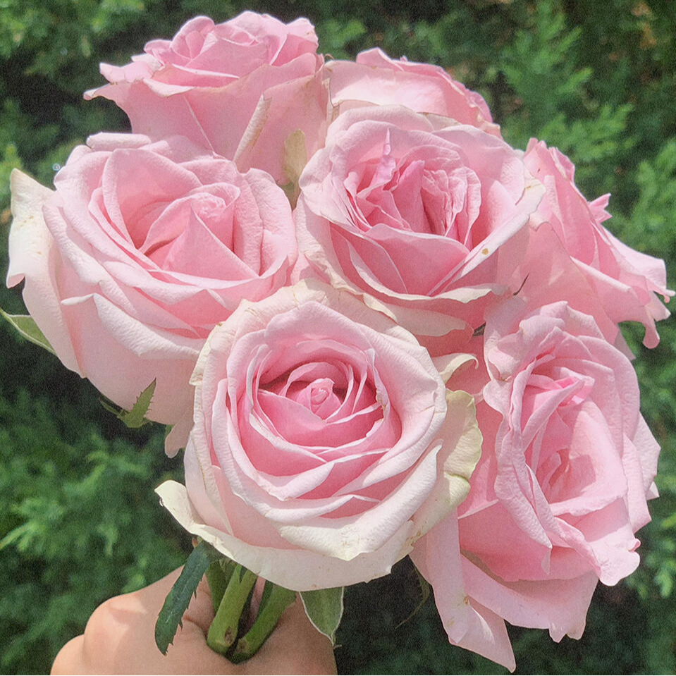 【10支 香奈儿粉玫瑰 】 鲜花任意两单顺丰送货上门