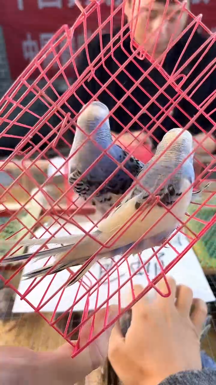 虎皮鹦鹉虎皮鹦鹉