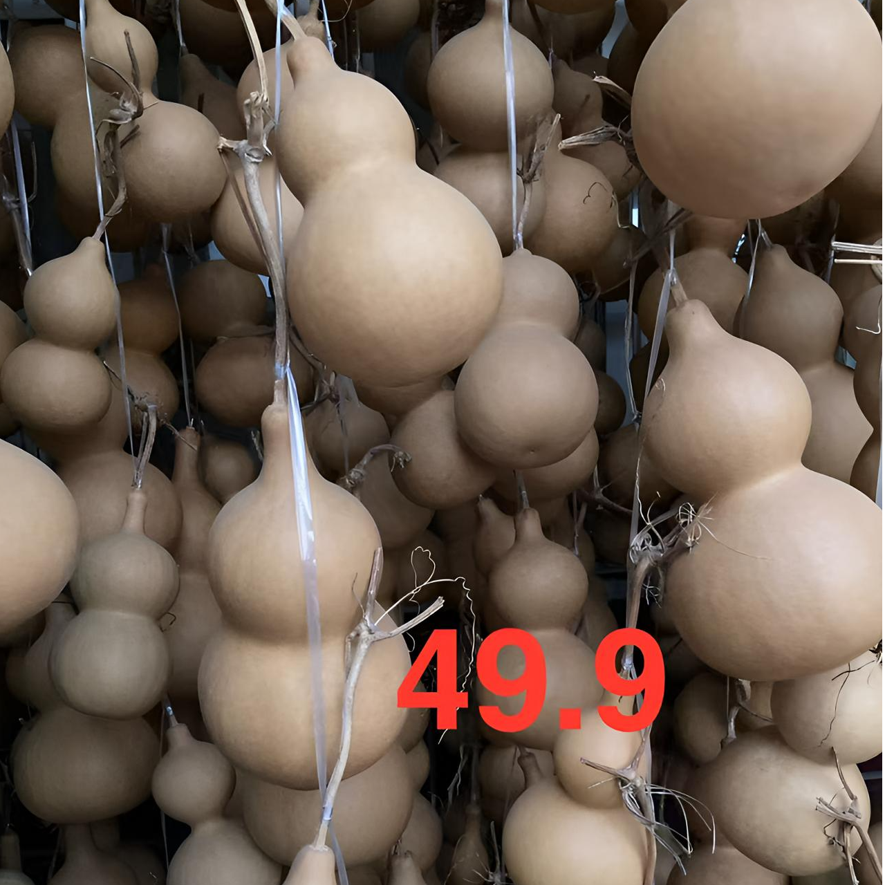 直播葫芦种植户物美价廉