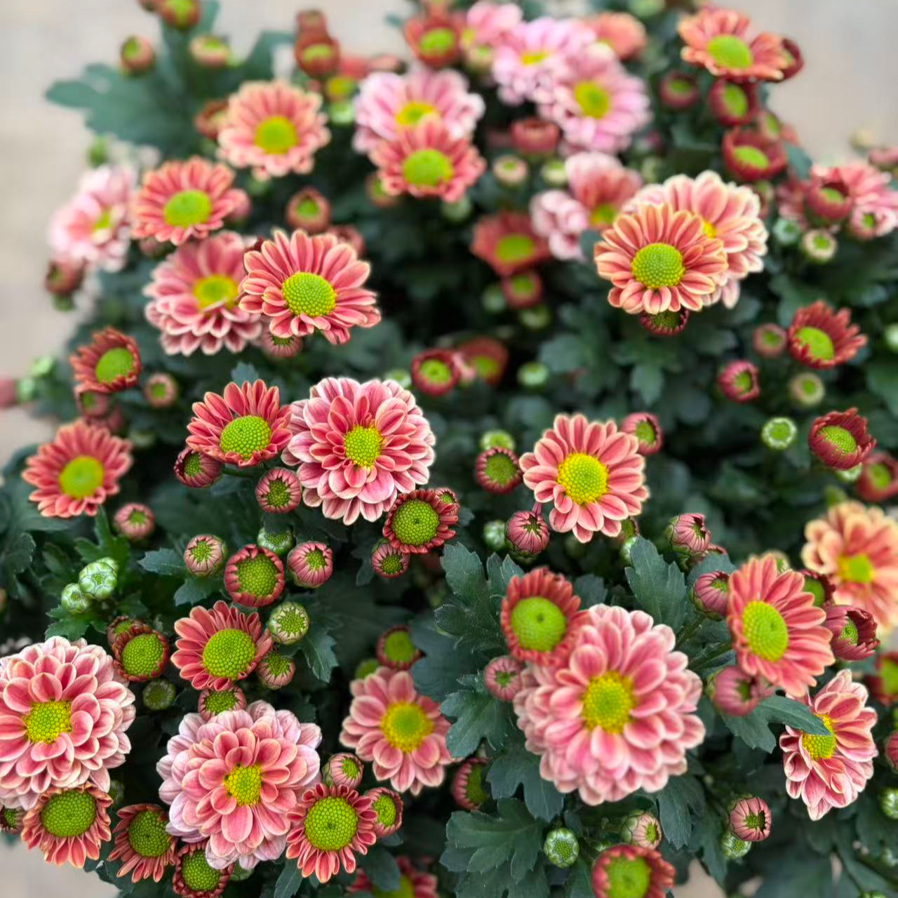 新品玲珑小雏菊盆栽花苗阳台庭院耐热多花多季节开耐热耐寒抗病性