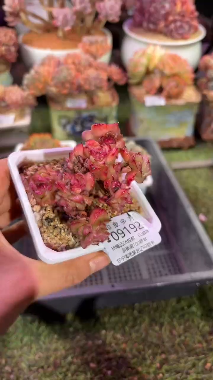 【闪购商品】09192