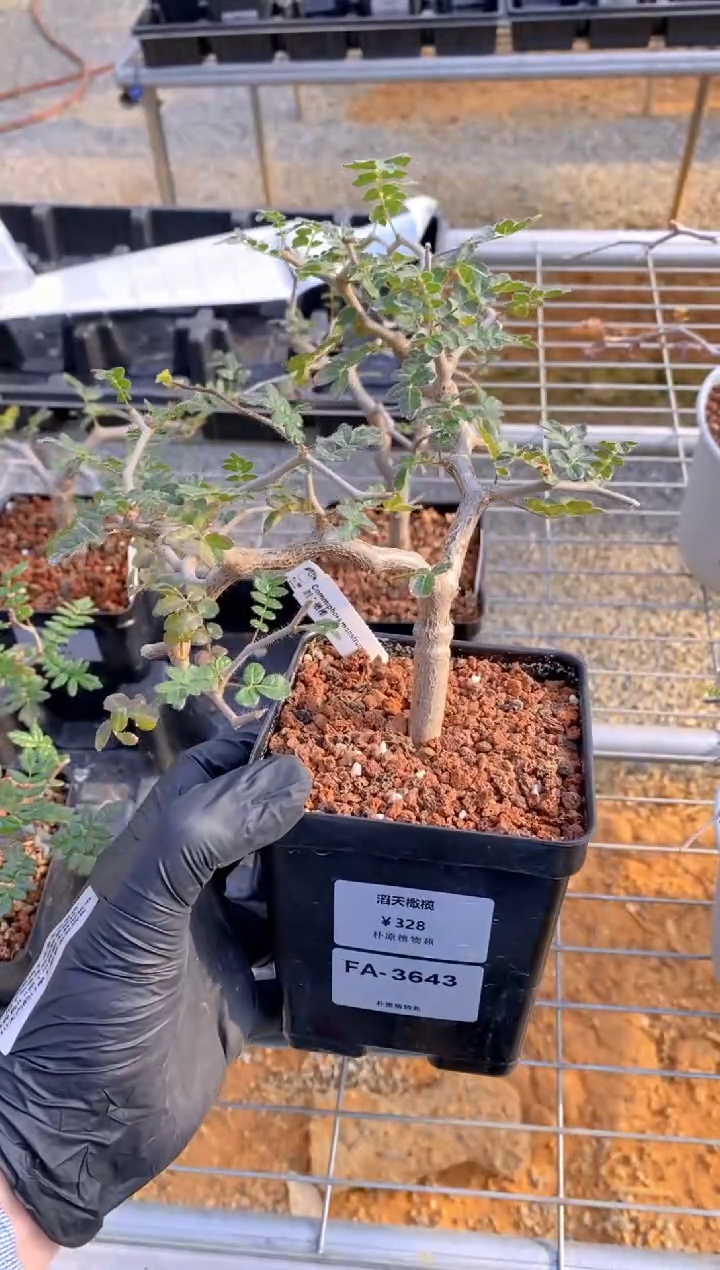 【闪购商品】滔天橄榄FA-3643