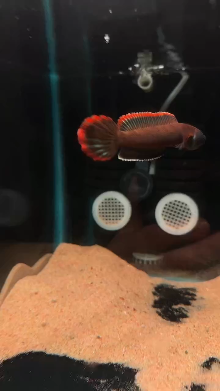 雷龙血一雷龙小型雷龙