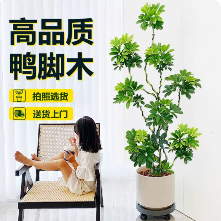 造型鸭脚木客厅大型绿植八方来财