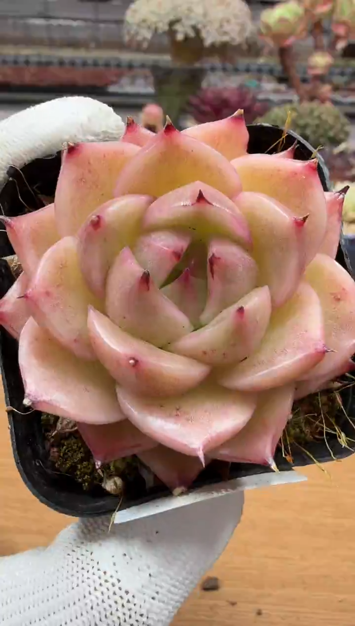 东云多肉园二店-218