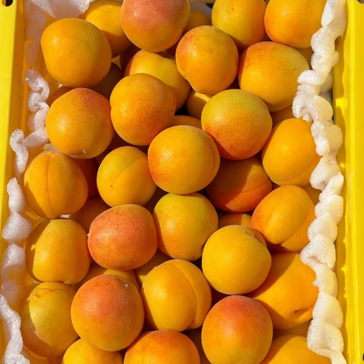 【次日达】头茬新疆吊干杏  一杏两吃原箱发货净重3-3.5斤新鲜应季水果酸甜可口新疆维吾尔自治区