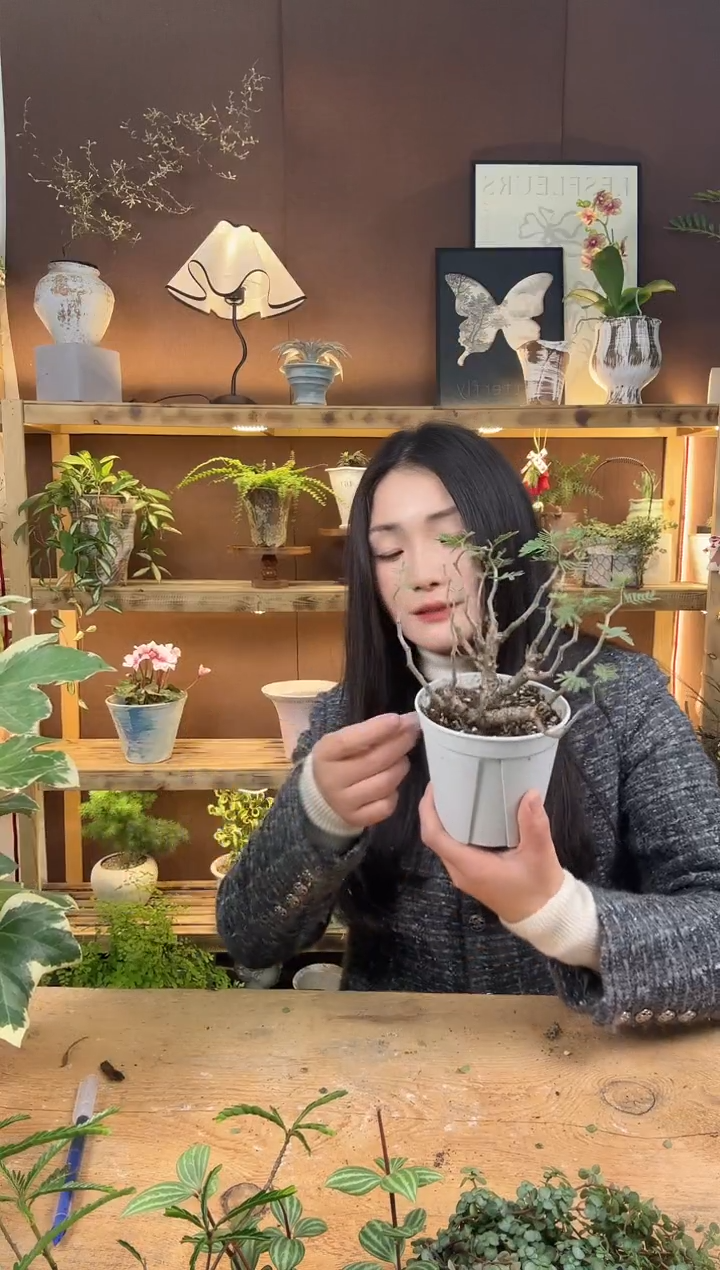 无花朵288沙漠苏木育苗盆