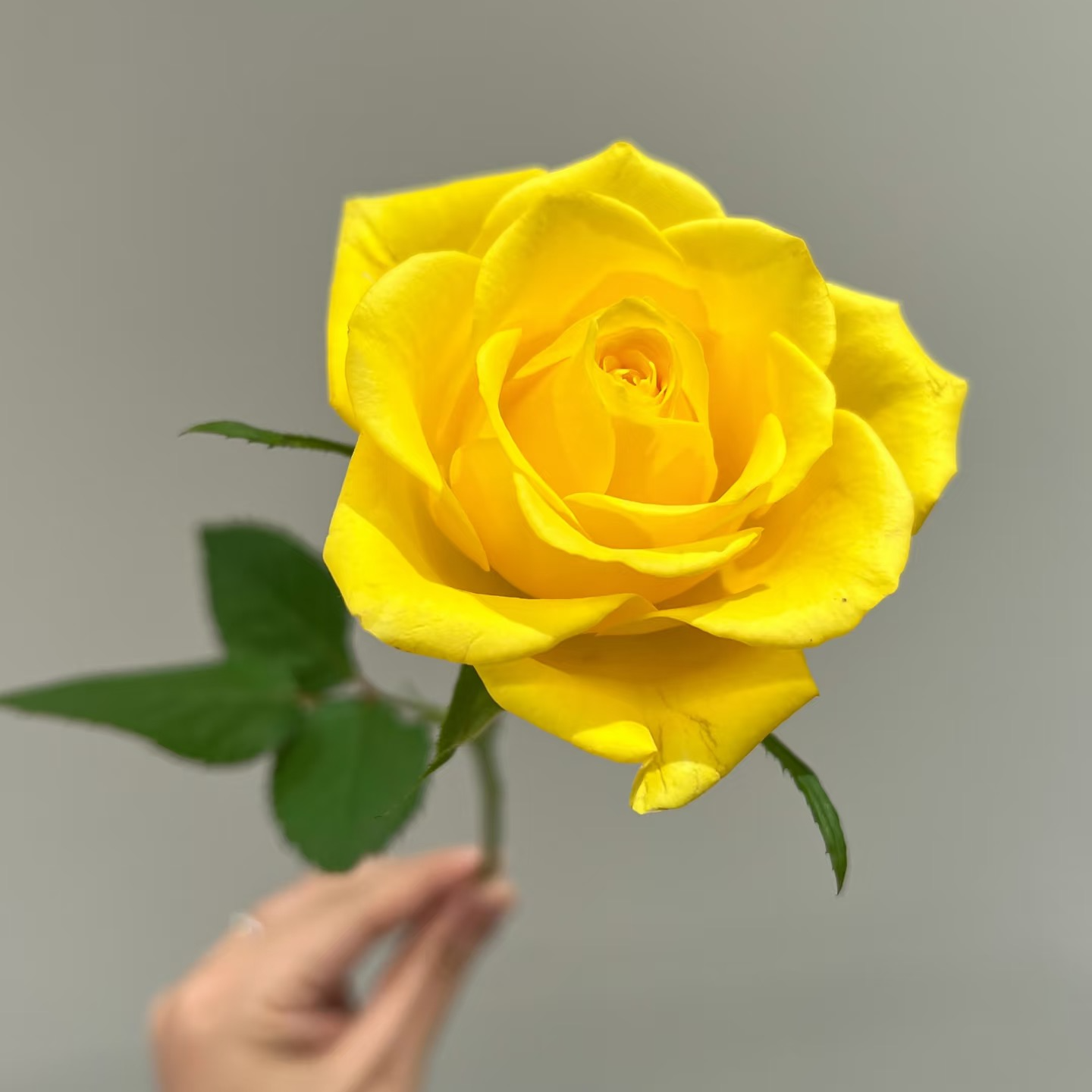 灰太狼  黄色月季阳台庭院花卉新手易养植物四季开花