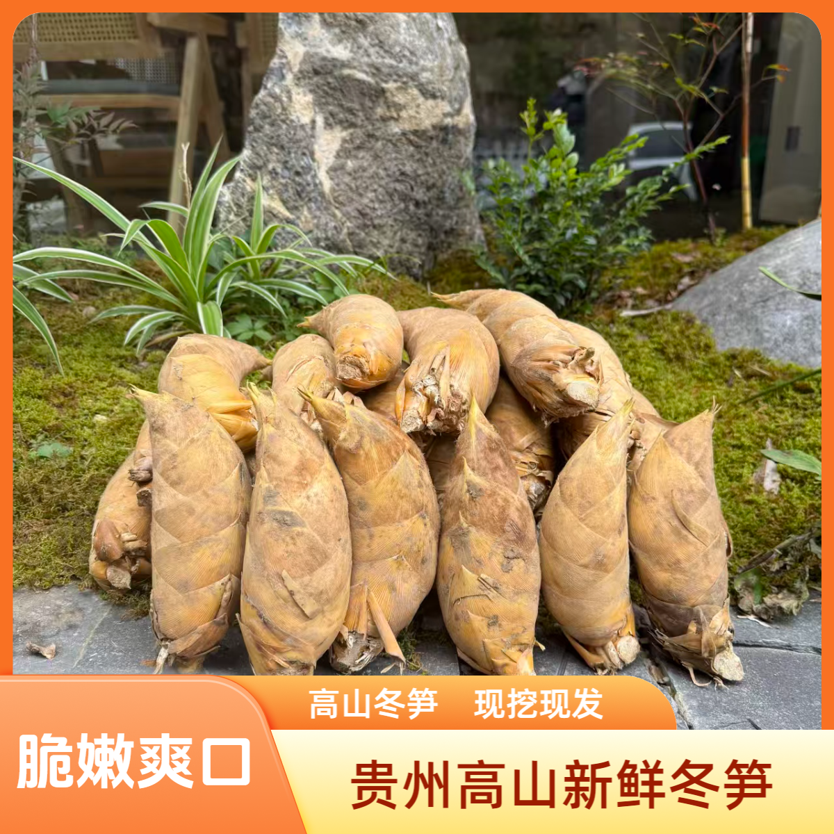 【思乡兄弟】贵州高山现挖新鲜黄泥冬笋鲜嫩楠竹笋个头饱满出率肉高