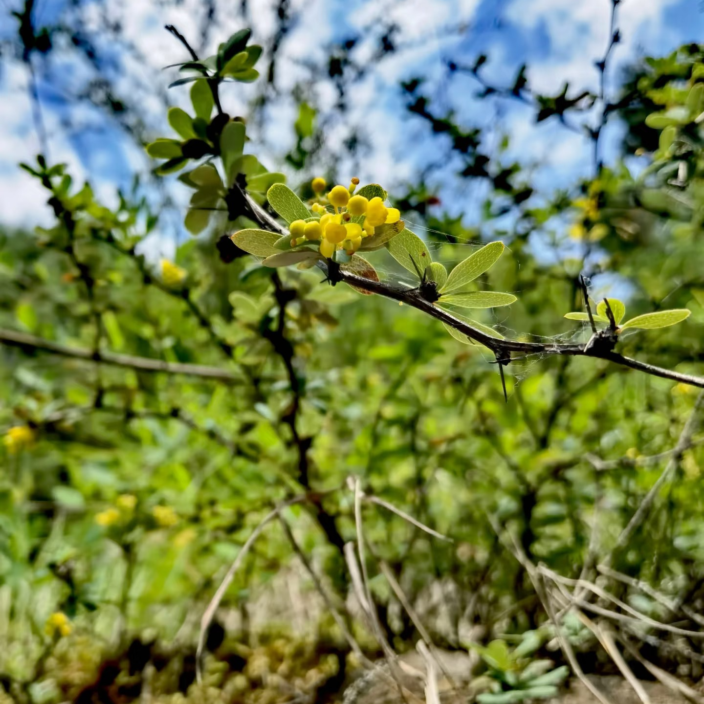 金花小檗 直播间一物一拍
