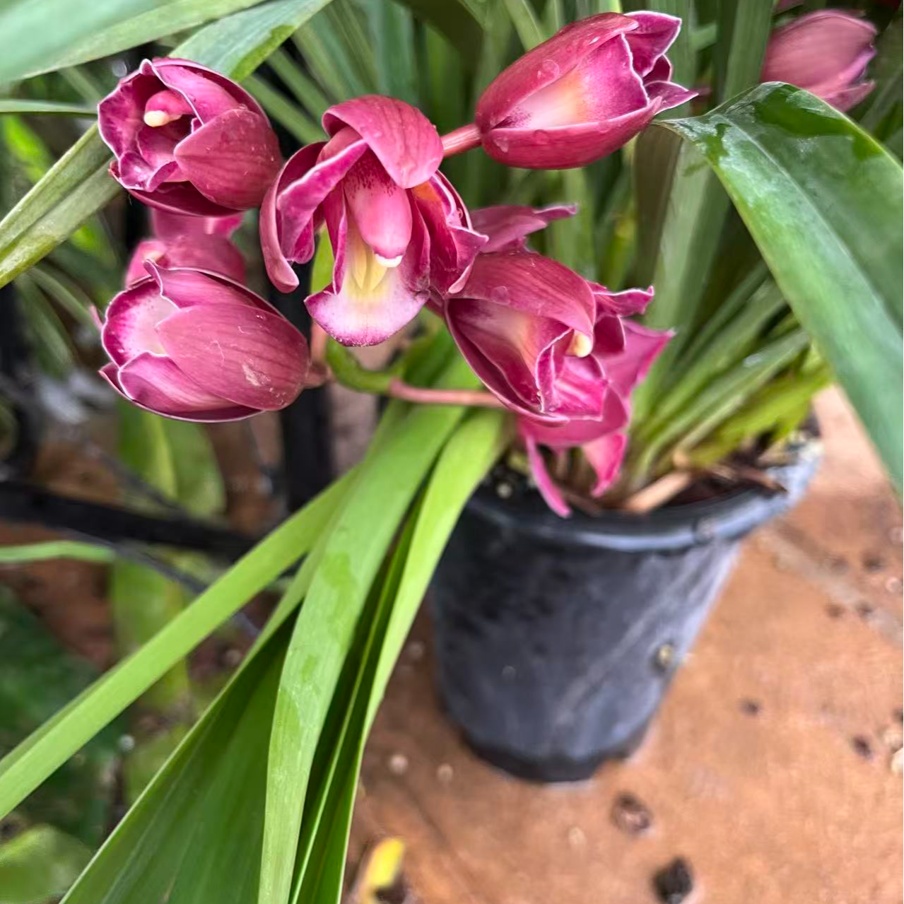 年宵花大花蕙兰【三星蝶】