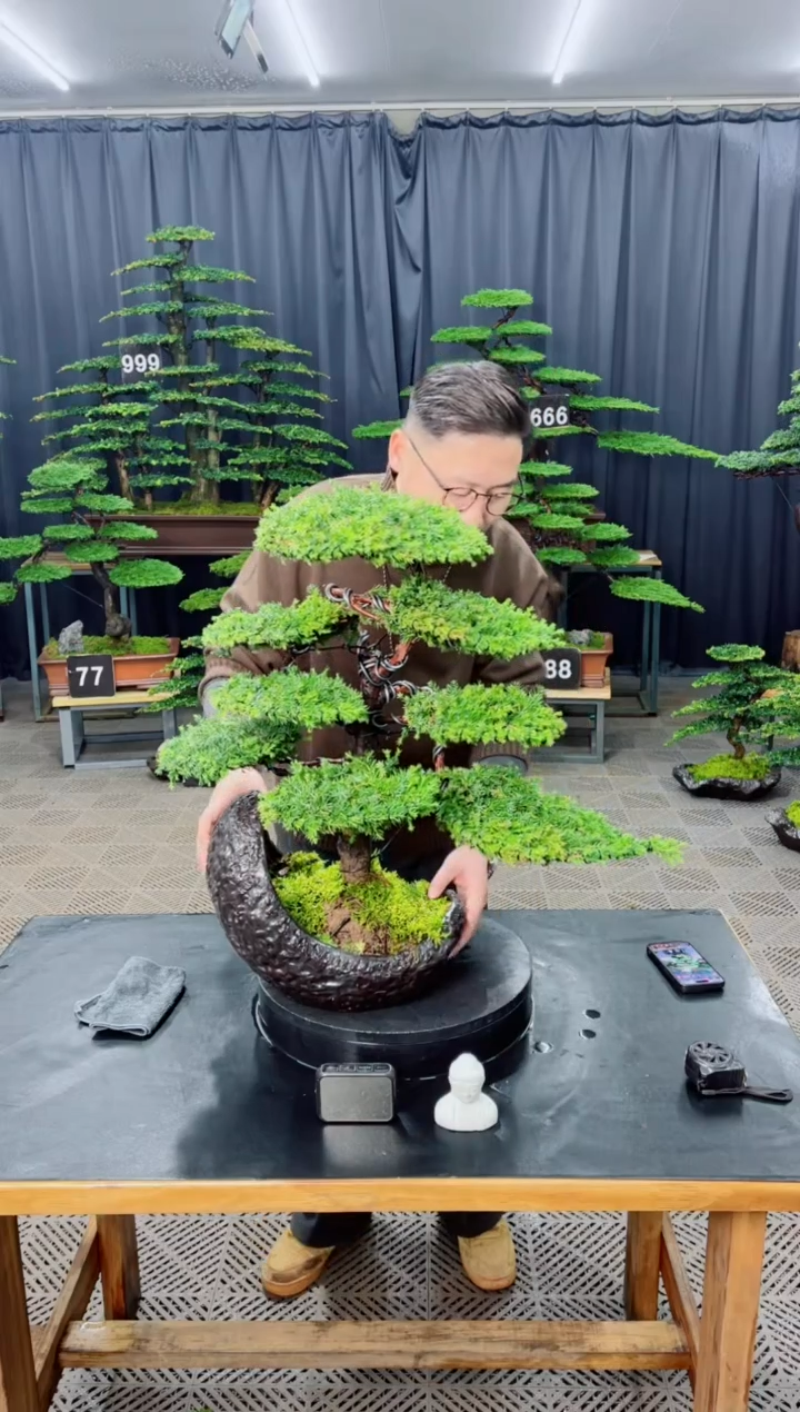 无花朵迎客松111