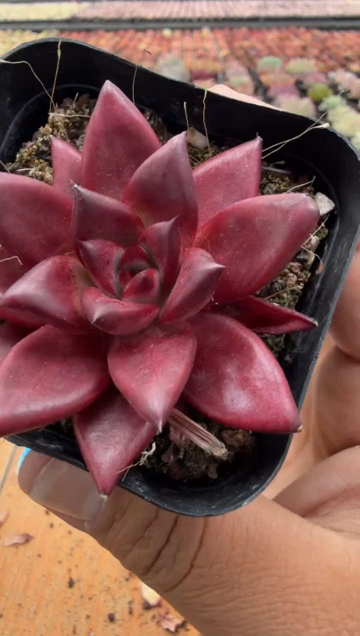 东云多肉园二店-91