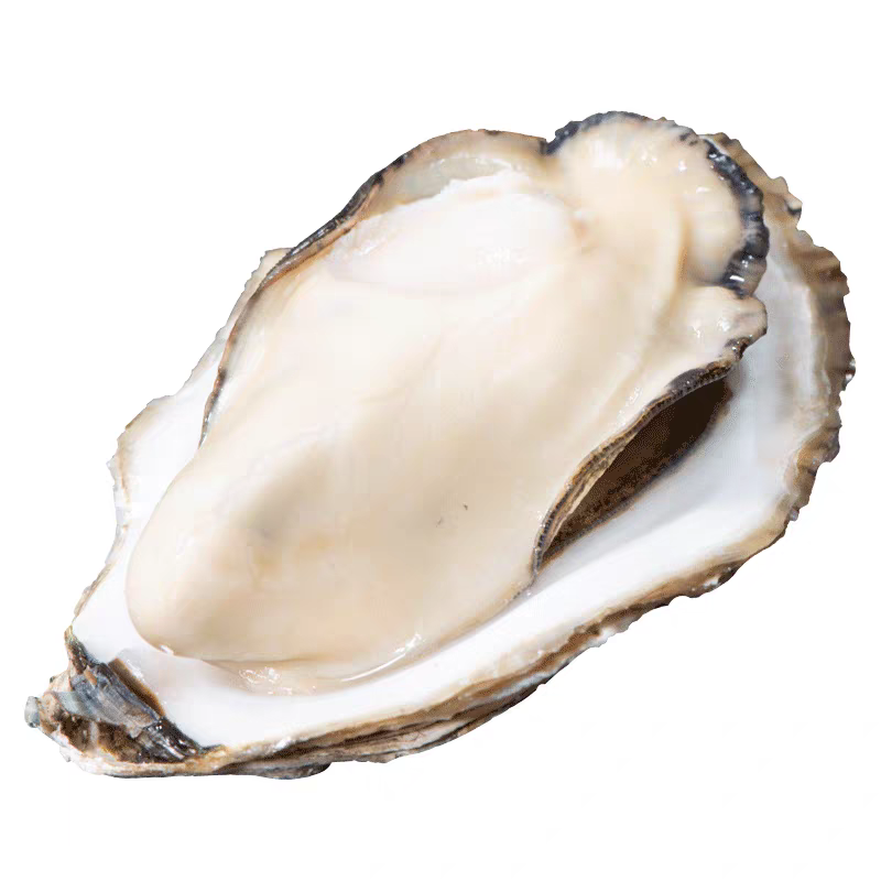 [5斤装]北纬37度新鲜生蚝鲜活海蛎子生蚝牡蛎