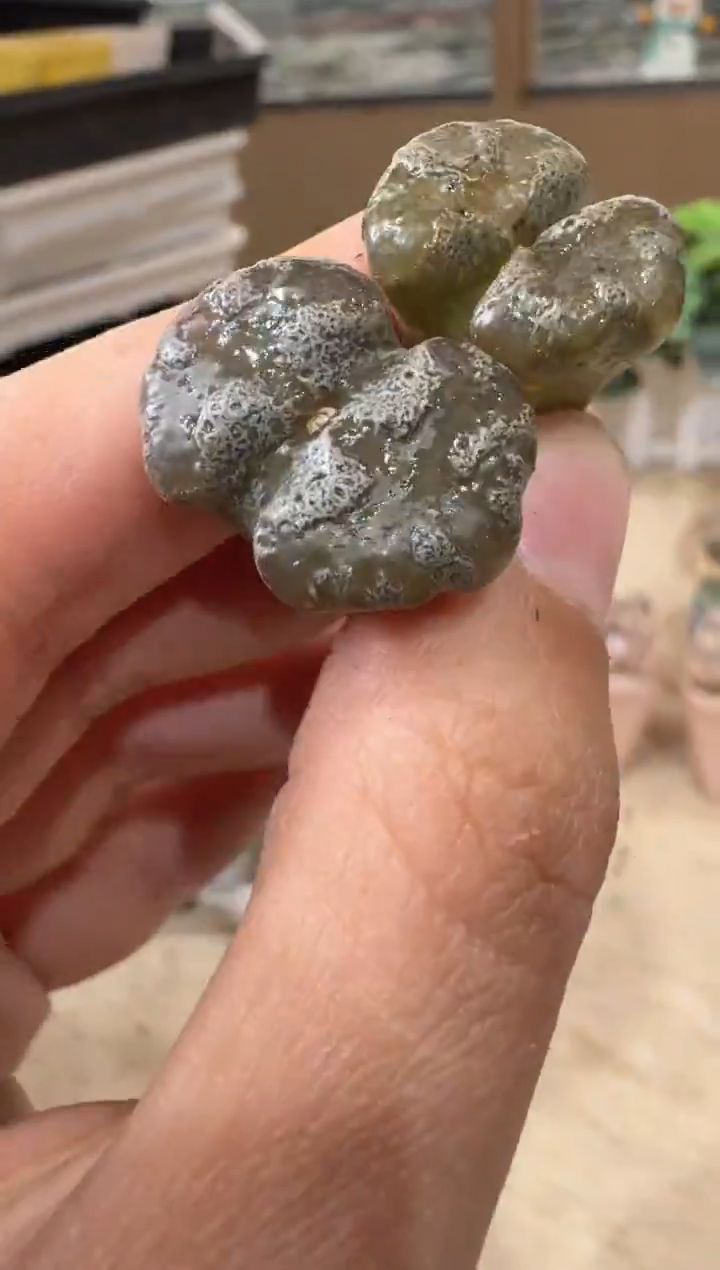 29-229多肉植物肉锥