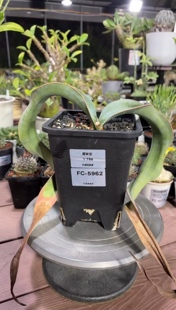 百岁兰FC-5962  