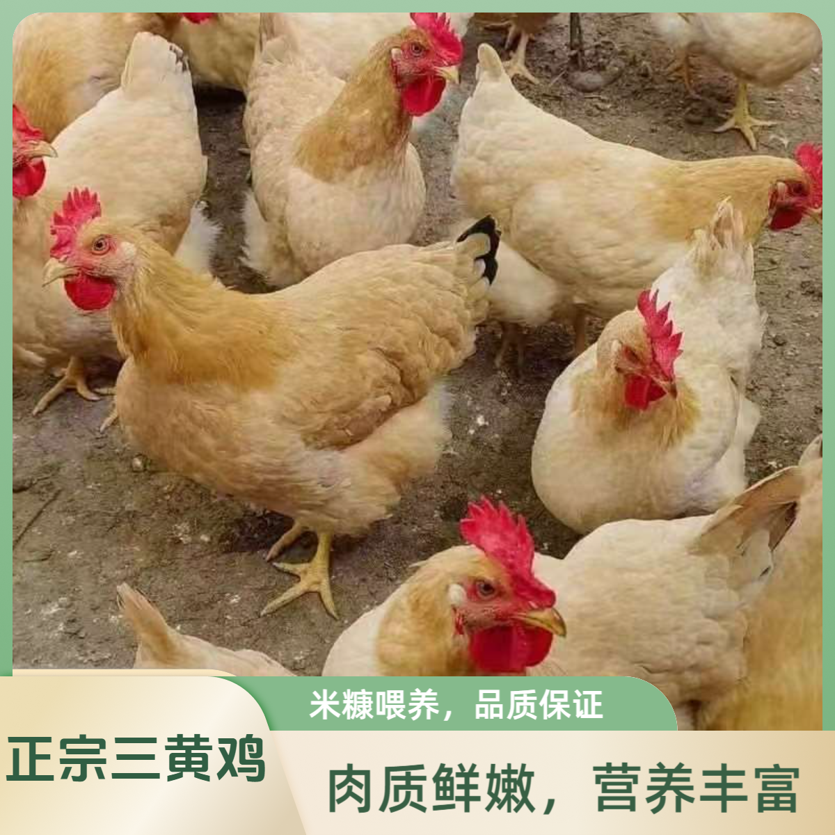 170天以上正宗广西果园三黄鸡 下蛋鸡
