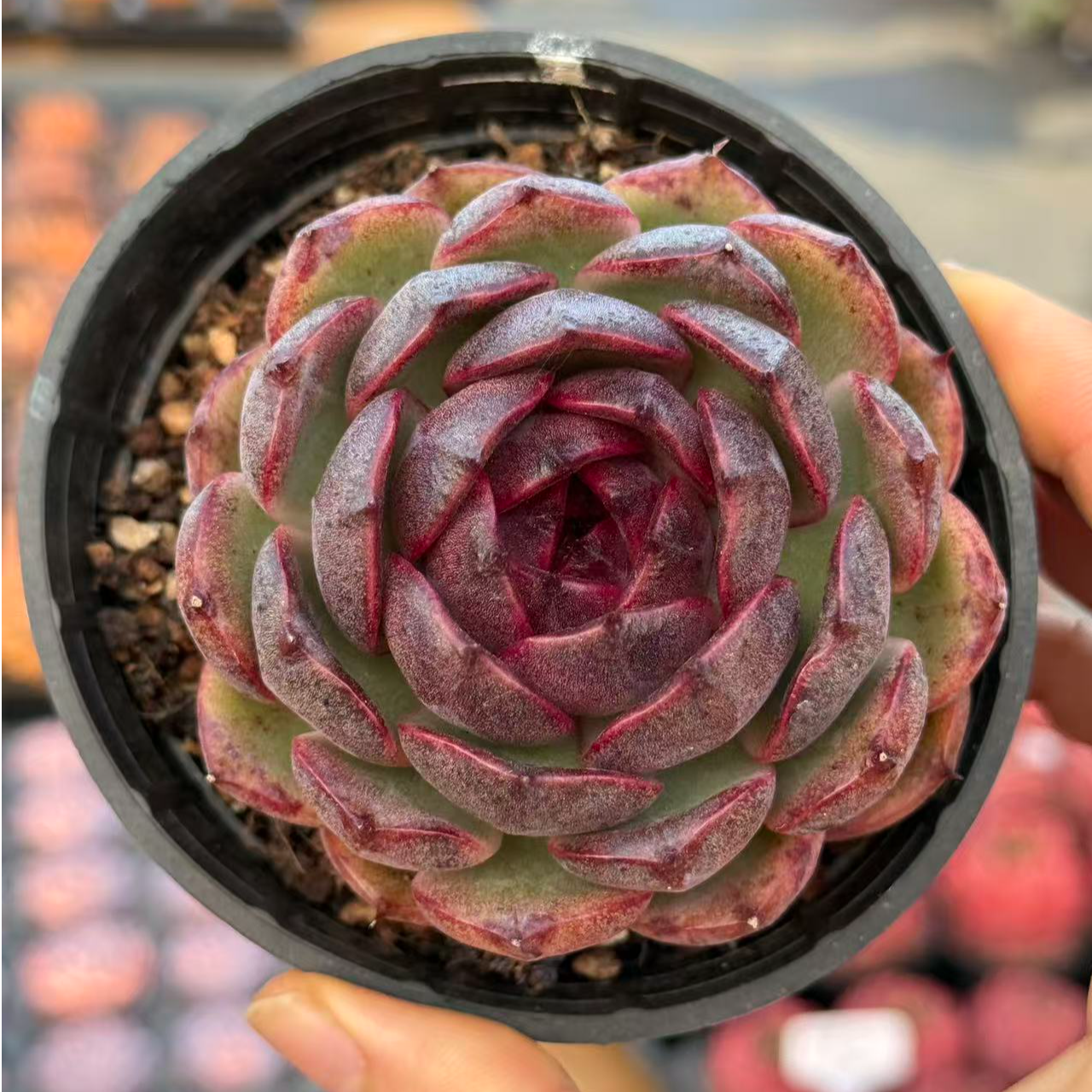 8#水晶玄坛多肉植物  前男友精品多肉 SM0655