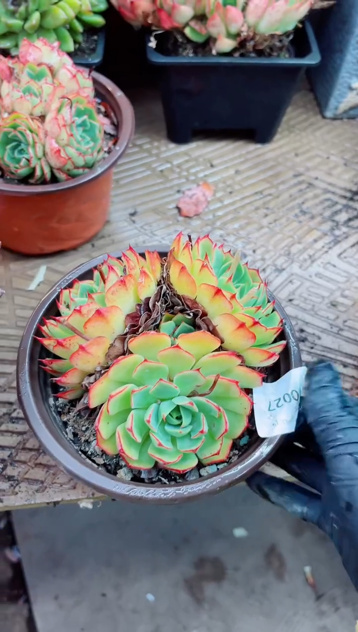 10027多肉植物一物一拍