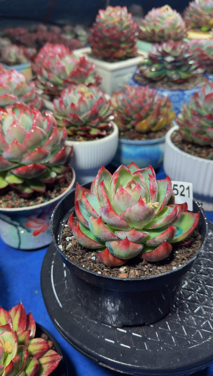 【闪购商品】0521惊鸿仙子（裸根发货）