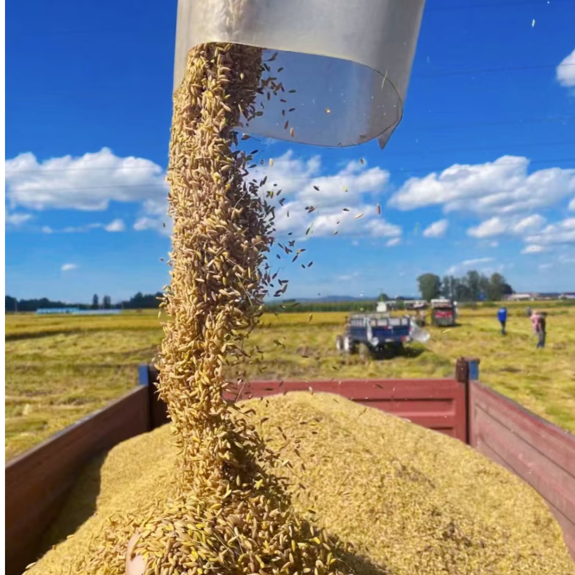 东北五常大米稻花香2号
