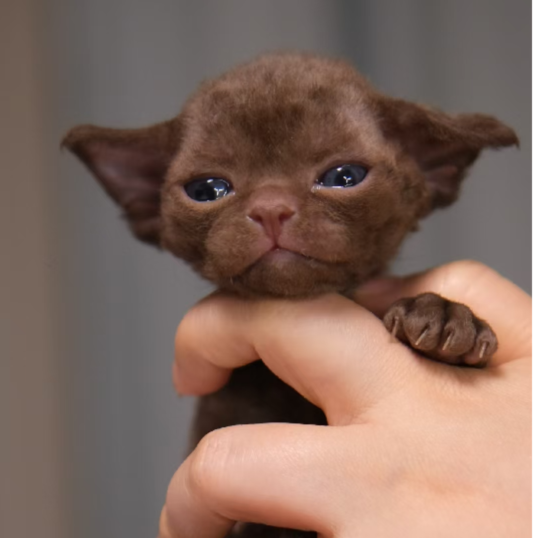 德文卷毛猫小猫在售链接