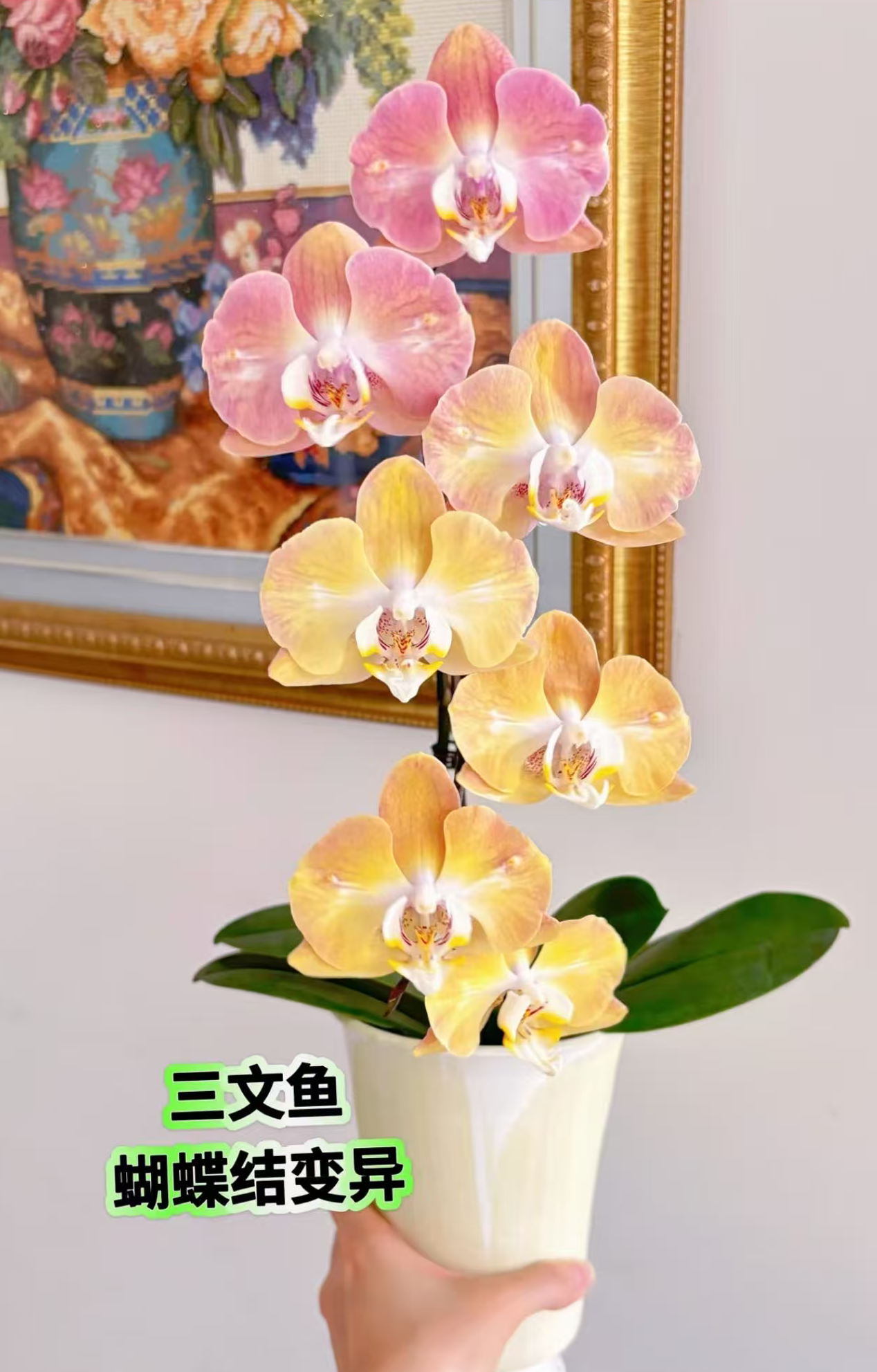 贵族品种 3个花剑【变色三文鱼】爆蝴蝶兰花期 7个月