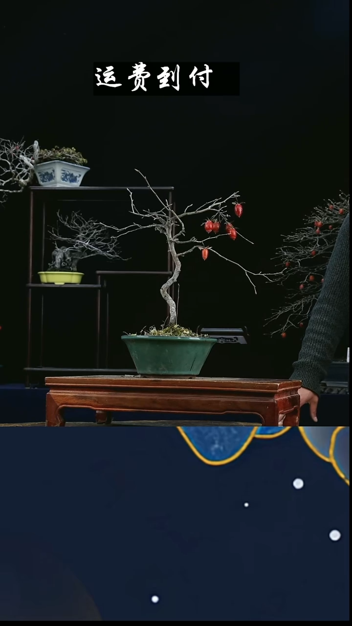 无花朵上**刀661老鸦柿