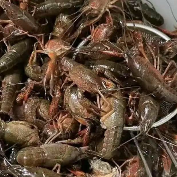 清水养殖鲜活小龙虾青壳满肉淡水稻田虾包肥
