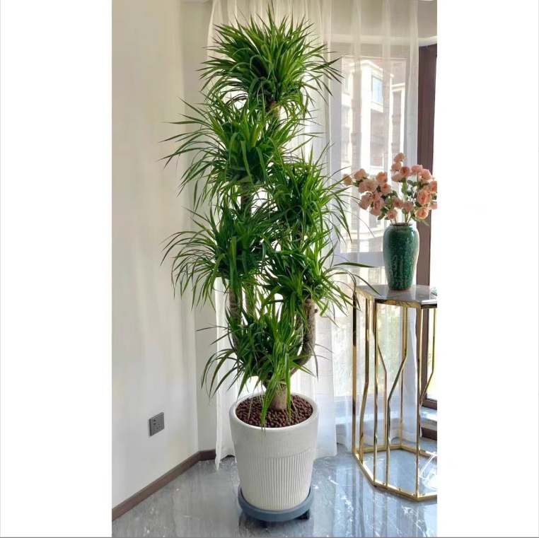 龙血树大型室内盆栽办公室网红绿植四季好养净化空气除甲醛