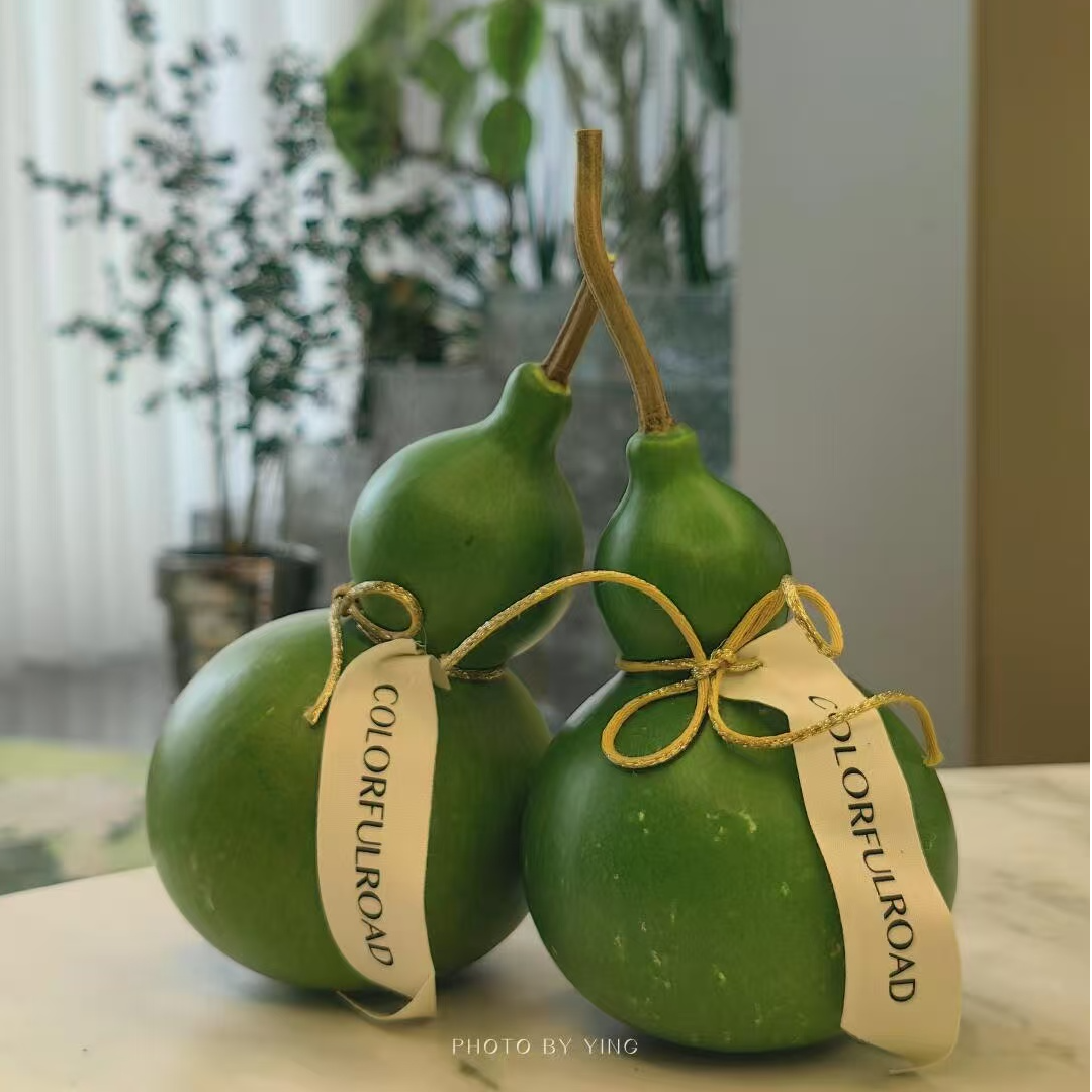 【翡翠鲜葫芦】云南新鲜绿宝石 葫芦 绿植刮皮变黄 花期长 好养护