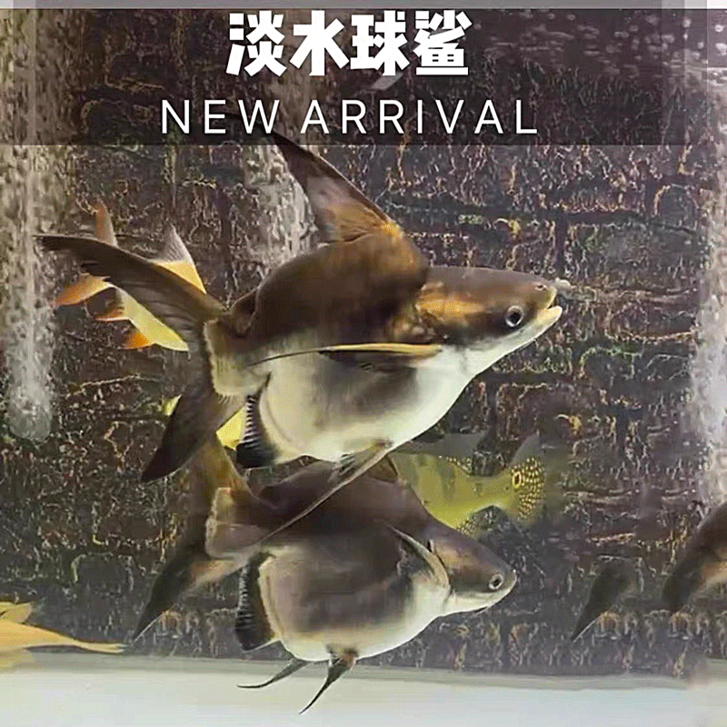 淡水鲨鱼球鲨热带观赏鱼0号球体短身活体鱼