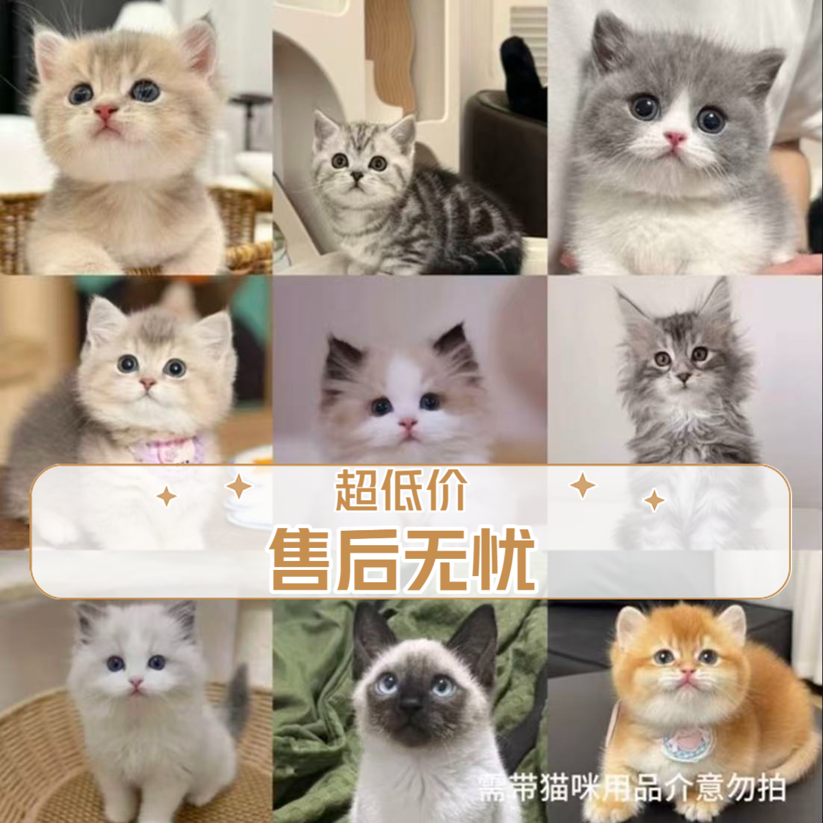 宠物猫猫全品类缅因金渐层矮脚美短拿破仑暹罗客服一对一挑选
