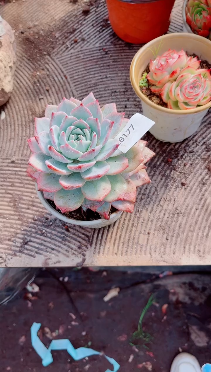 笑**生跃跃精品多肉28177