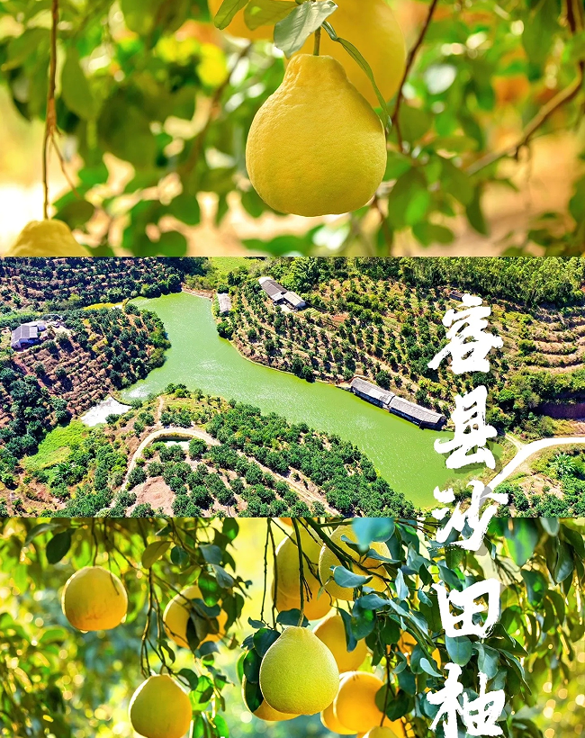广西容县正宗高山老树沙田柚纯甜无酸
