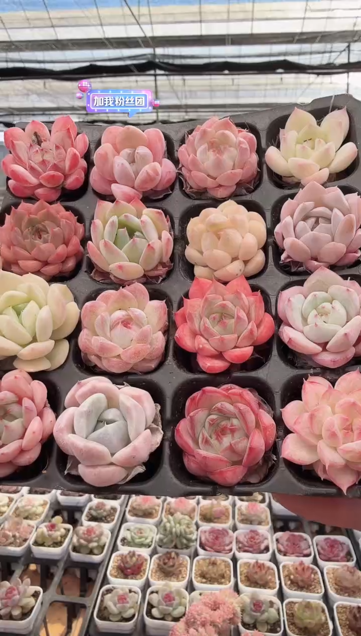 东云多肉园新款-55