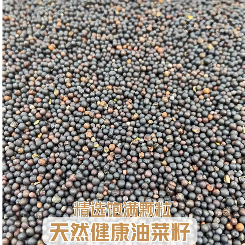 鸟食油菜籽玄凤牡丹饲料小太阳专用文鸟饲料珍珠鸟宠物鸟粮食