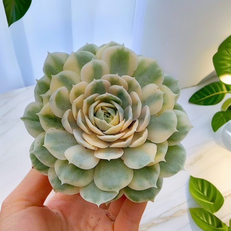 昂斯洛锦 单头 自然锦 带盆发货 特别款 多肉植物【满15包邮】稀有