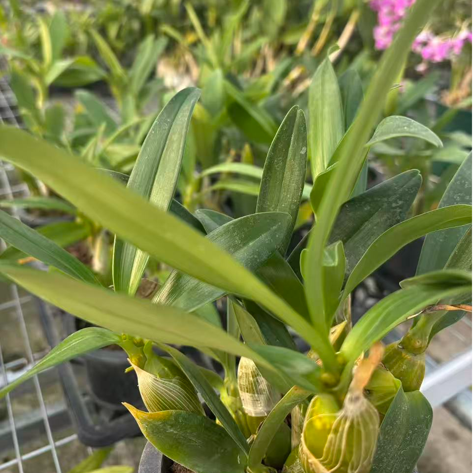 斛森林鼓槌  石斛兰 1杯  （不保花损  不保叶损）