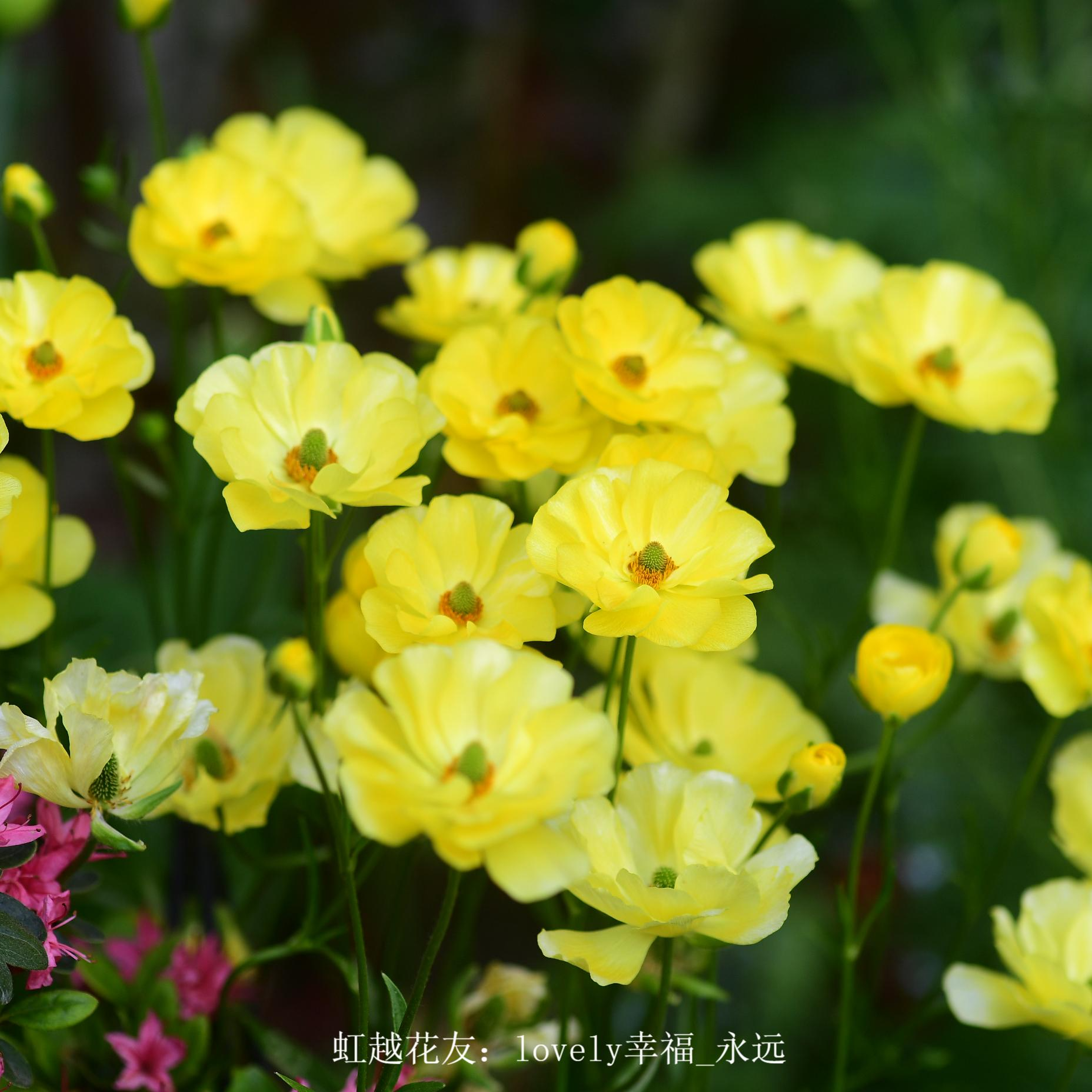 虹越 | 蝴蝶花毛茛“小黄鸭”盆栽 多年生阳台花园盆栽耐寒花卉
