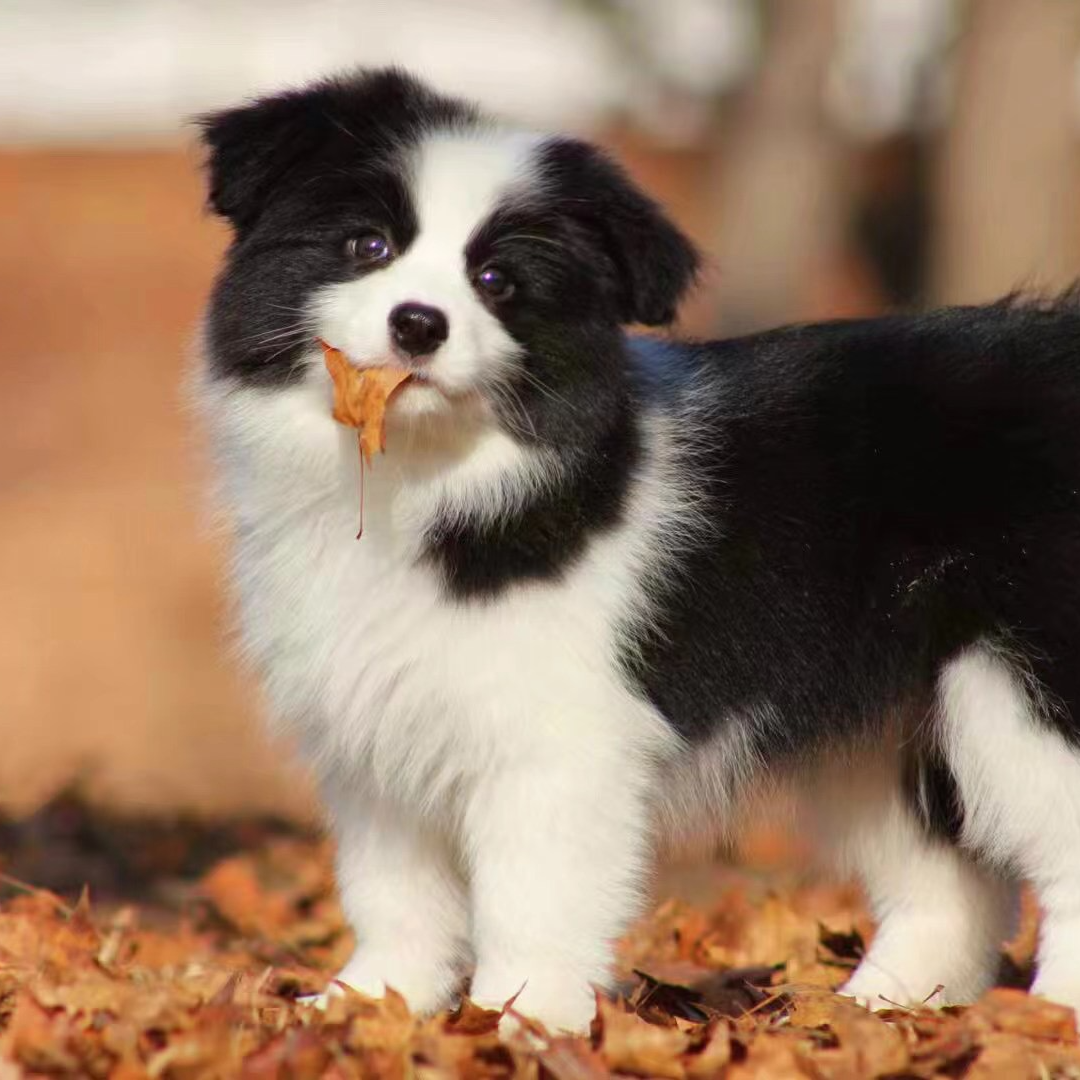 精品纯种边境牧羊犬 
