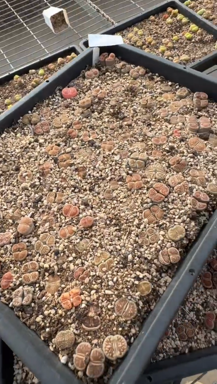 疯狂的多肉石头8.27-446