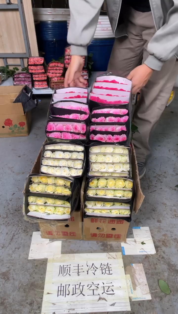 奶油杯20枝+骄傲20枝+洛神20枝+佛洛依德20枝+绿林草