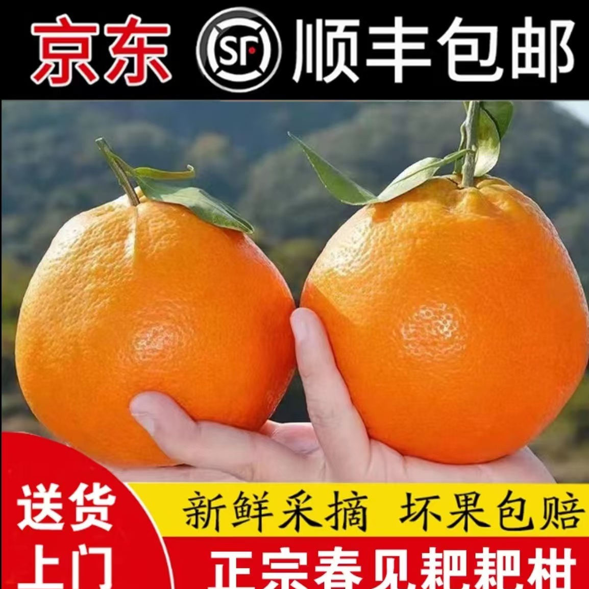 【村书水果】保温箱寒冷区专属京东快递正宗春见耙耙柑眉山自然成熟