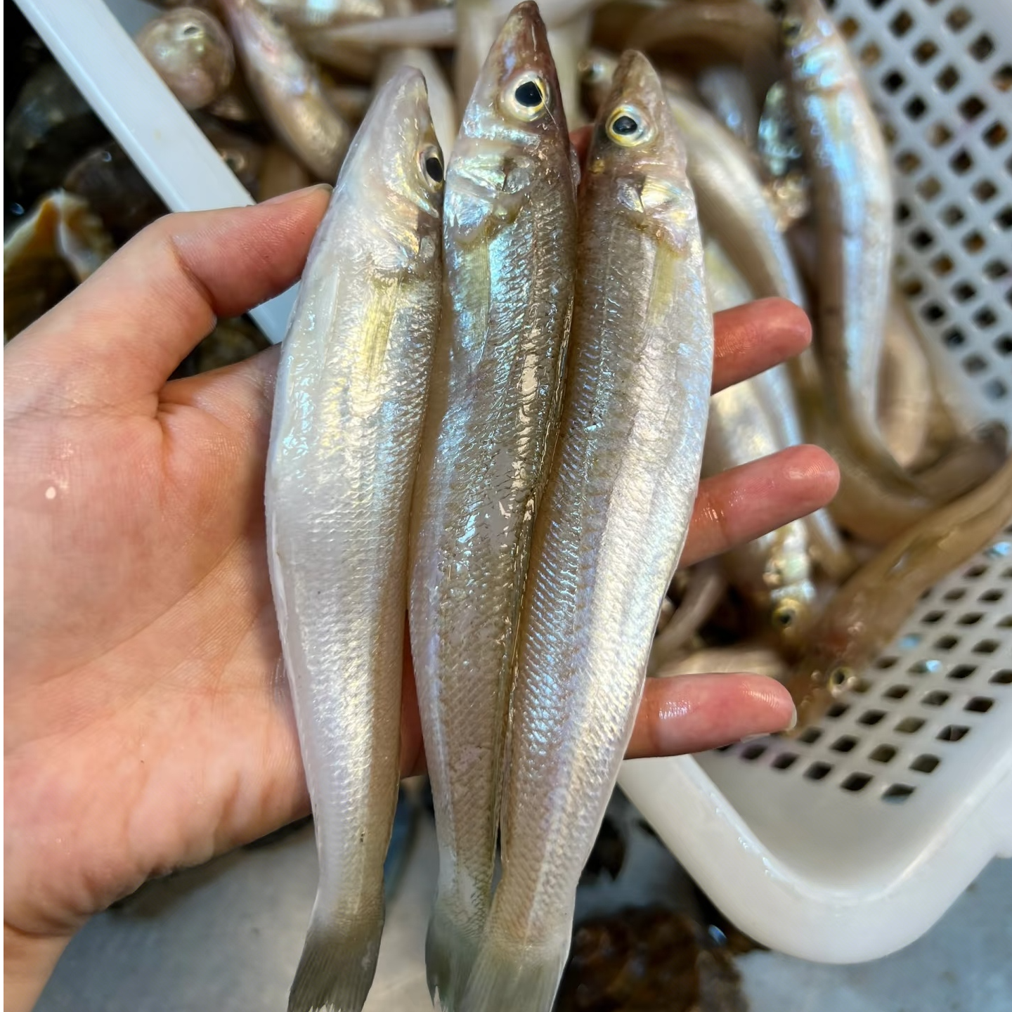 码头深海冰鲜大沙丁鱼24元/斤