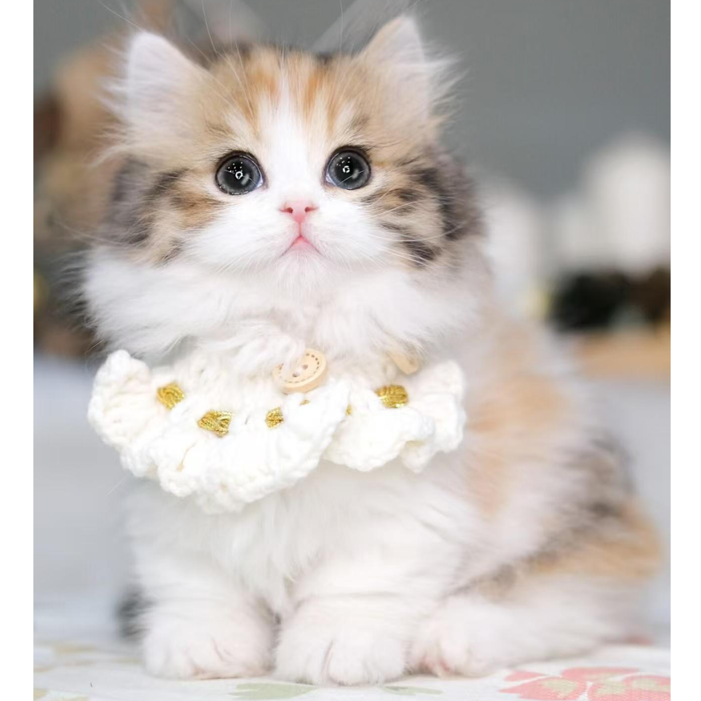 【毛逗猫舍】活体猫咪