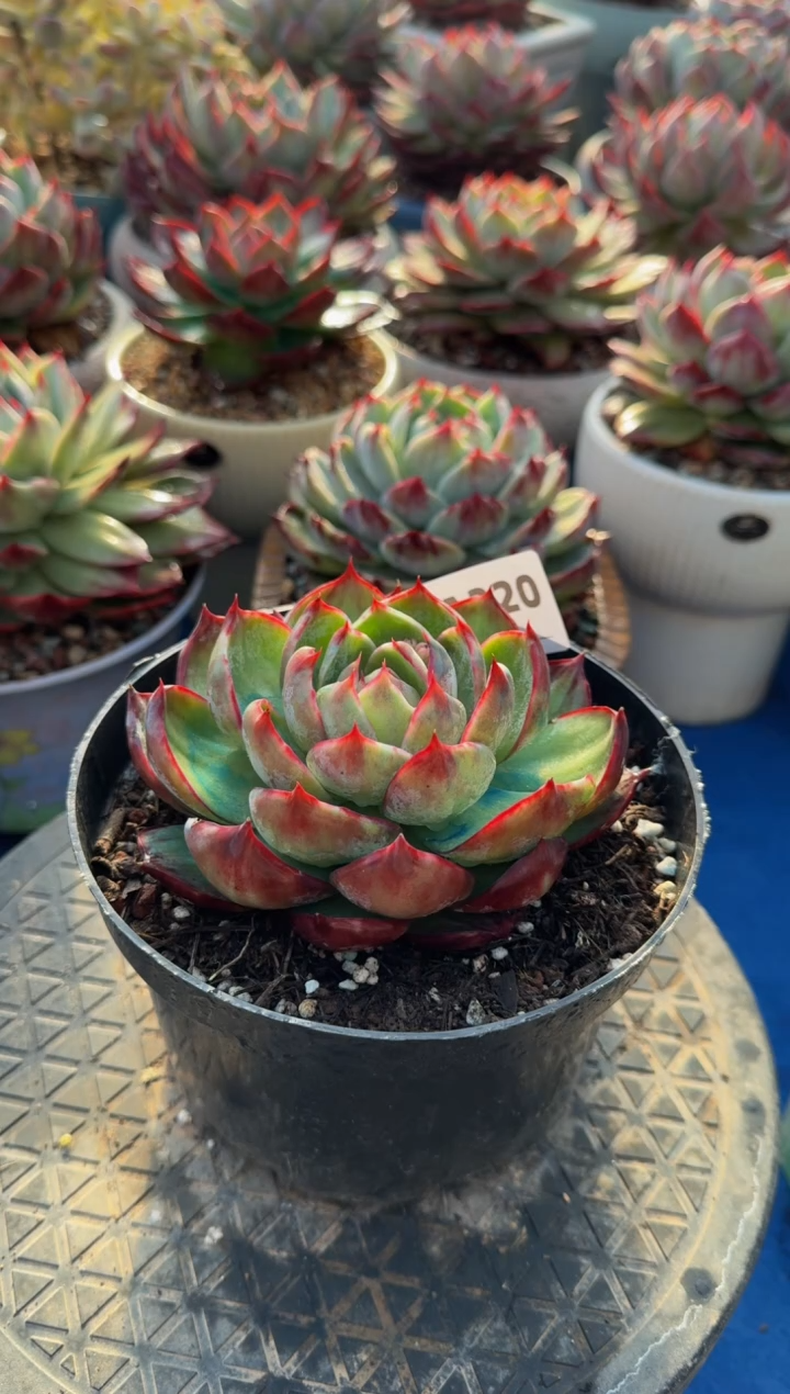 【闪购商品】A320惊鸿仙子（裸根发货）