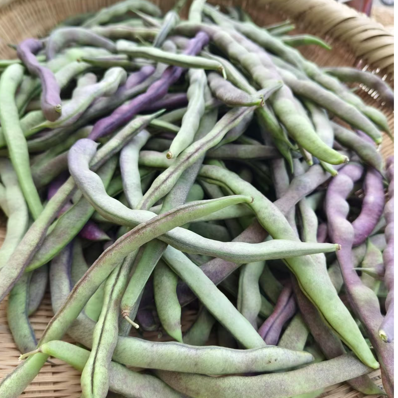 【农家四季豆】硒都恩施山区农户家菜农户自种绿色健康